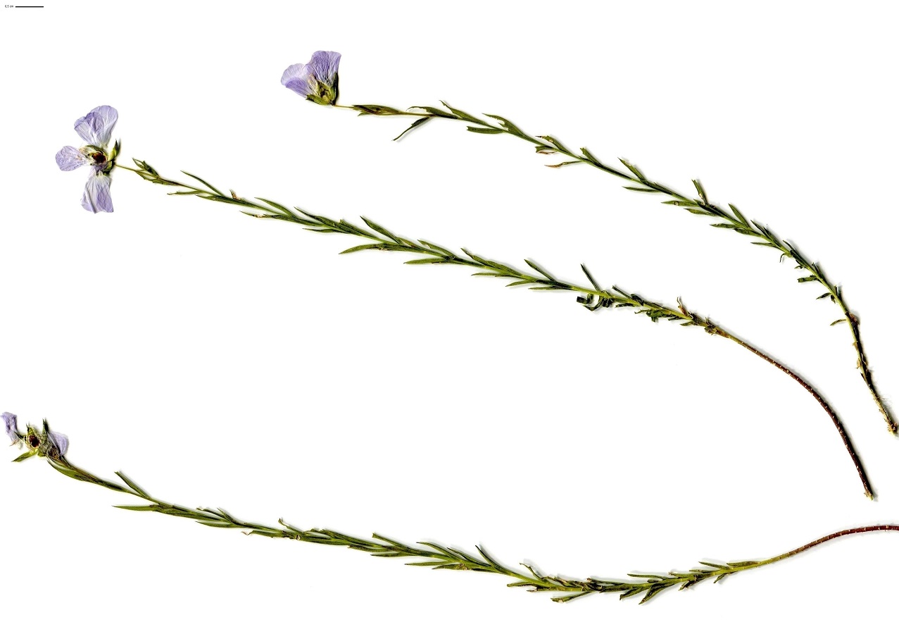 Linum usitatissimum subsp. angustifolium (Linaceae)